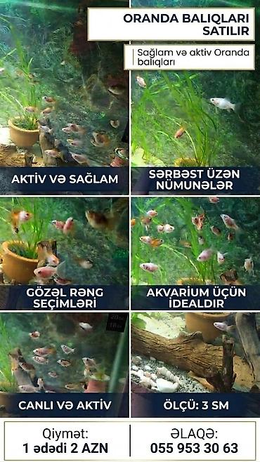 akvarium baliqlari: Oranda, Sülhsevər — 1