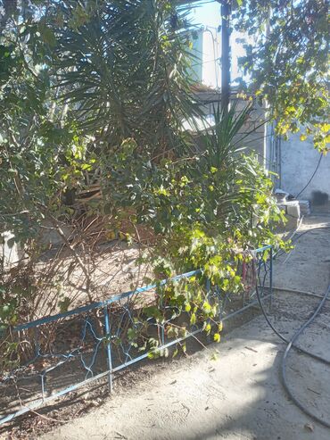 Kirayə evlər: Suraxanı 3 otaqlı, 80 kv. m, Kredit yoxdur, Orta təmir