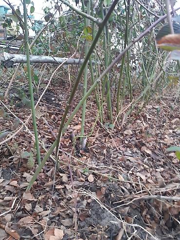 Ежевика: Лохнес сорту Ежевика садовая (саженцы/кустовые посадки) - Культура — 1