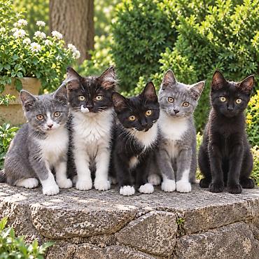 сколько стоят котята: Котята домашние, ласковые и игривые. Несколько окрасов на выбор: - — 1