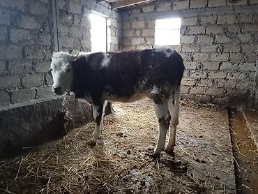 Dana, buzov: Dana, buzov, Erkək, ay: 8, Ətlik — 9