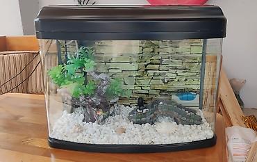 akvarium az: Boş, 60 l, Ünvandan götürmə — 2
