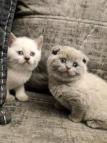 Pişiklər: Britan, Yaxşı əllərə — 9