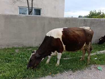 животные корова: Продаю | Корова (самка) | Алатауская | Для молока | Стельные