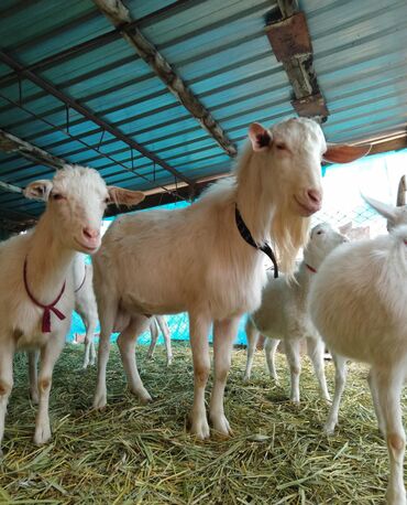 Козы, козлы: Продаю | Коза (самка) | Для разведения — 12