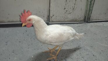 птицу: Улица цыплёнок курица продаётся белый простой порода