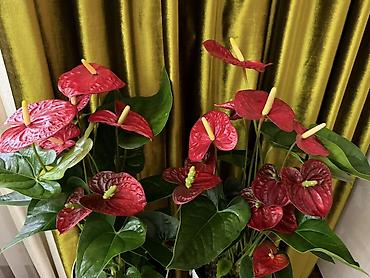 Комнатные растения: Антуриум (Anthurium) – эффектные комнатные растения с крупными — 4