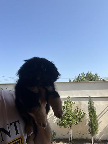 İtlər: Pekines, 3 ay, Dişi, Peyvəndli, Pulsuz çatdırılma — 8
