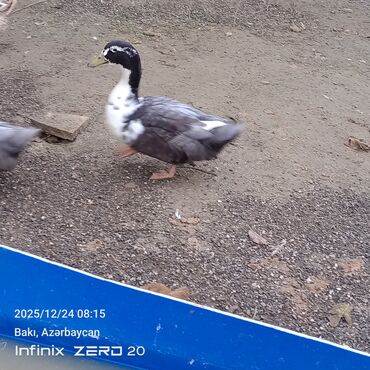 Ördəklər: Öz heyvanlarımdı qiymətləri fərqlidi çəkisinə və cinsinə görə — 9