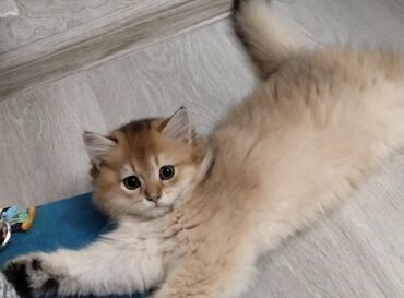 Akvarium aksessuar və ləvazimatları: Qızıl şinşilla, Erkək, Yaxşı əllərə, Ünvandan götürmə, Ödənişli çatdırılma