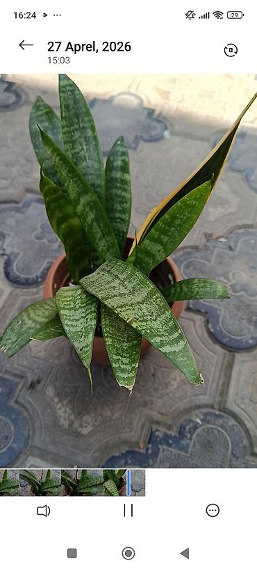 zolotoy us bitkisi: Otaq və balkon üçün saksı bitkiləri dəsti - Sansevieria (Qaynanadili) — 4