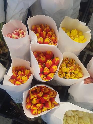 Букеты из живых цветов: Тюльпаны с луковицей — ассортименты цветов и сортов оптом на 8 - марта — 15