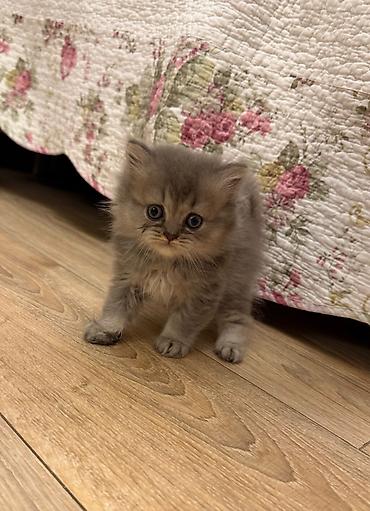 Животные: Шотландская вислоухая — 8