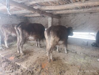 объявления о найденных собаках: Мал карашканга жардамчы керек