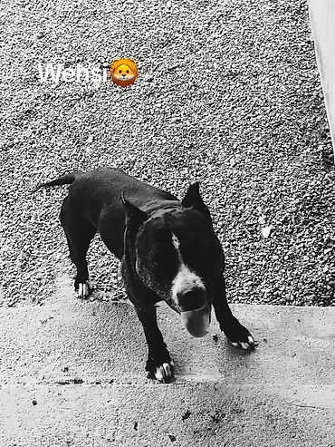 belçika çoban iti: Pitbul, 6 il, Erkək — 2