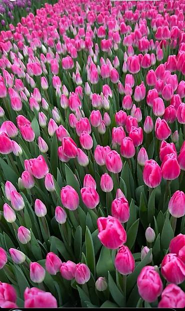 Букеты из живых цветов: 🌷 ТАКОЙ ЦЕНЫ В КЫРГЫЗСТАНЕ НЕТ 🌷 Голландские тюльпаны — 100 сом от 10 — 5