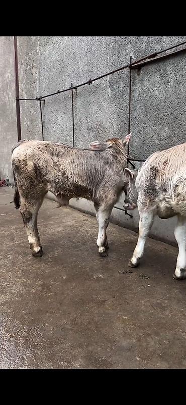 Dana, buzov: Məhsul: Dana balaları (2 baş) Xüsusiyyətlər: - Cins tipi: yerli -da lalafo.az — 8 Dana, buzov: Məhsul: Dana balaları (2 baş) Xüsusiyyətlər: - Cins tipi: yerli — 8