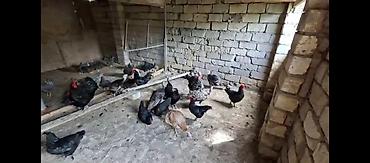 ag xoruz: Toyuq, Damazlıq, Ünvandan götürmə — 5