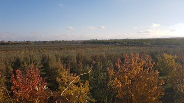 Torpaq sahələrinin satışı: 1000 sot, Kənd təsərrüfatı, Makler, Kupça (Çıxarış) — 6