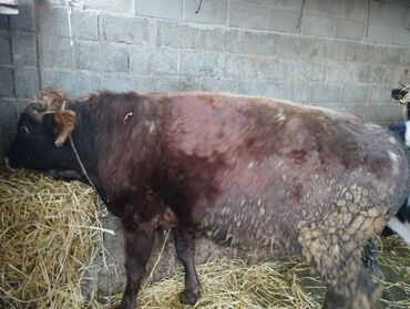 Коровы, быки: Продаю | Бык (самец) | Привязанные — 6