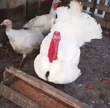 Xoruzlar: Tek 100 ayam zemani cut 200m .qap — 29