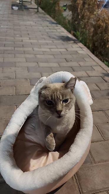 купить тайскую кошку: Кошка даром: Сиамская, Девочка — 3