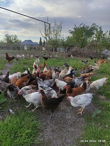 Toyuqlar: Toyuq, Ətlik -da lalafo.az — 2 Toyuqlar: Toyuq, Ətlik — 2