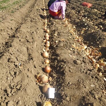 Овощи: Продаю семена лука лук луки манас высшего качество урук пияз пьяз — 7