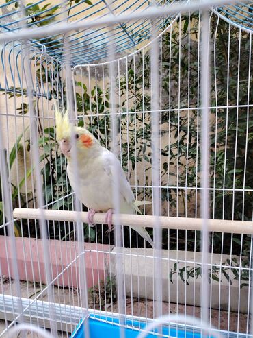 quru pişik yemi: Növlü tutuquşu (kakaduil “cockatiel”) və qəfəs dəsti - Quş: açıq