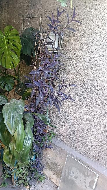 Другие комнатные растения: Комнатные растения ( Беловодское могу привезти в Бишкек) — 6