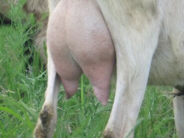 кой козы: Продаю | Коза (самка) | Зааненская | Для молока | Племенные