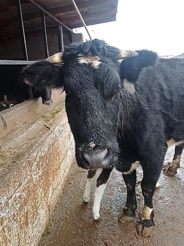Коровы, быки: Продаю | Корова (самка) | Голштин | Для молока | После отела — 4