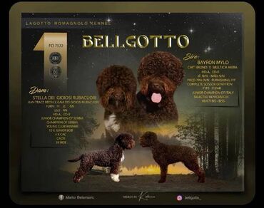 benetton jakne za pse: Lagotto Romagnolo, rezervacija štenaca Odgajivacnica Bellgotto 7522 sa