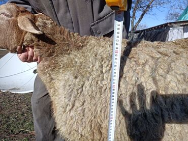 Бараны, овцы: Продаю | Овца (самка) | Арашан — 6