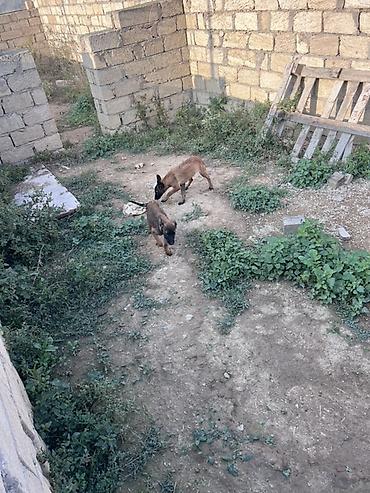 alabay disi: Belçika çoban iti, 3 ay — 7