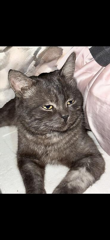 табылгалар: 🐈 ПОМОГИТЕ НАЙТИ НАШЕГО НУНУ Мы очень ищем нашего любимого кота Нуну — 3