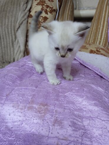 стаффордширский американский питбультерьер: Котята шатланские веслоухих - Окрас: один светлый колор-пойнт