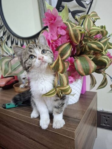 Pişiklər: Sekildeki pisik onu saxlaya bilen aileye satilir,,,cox mehriban — 2