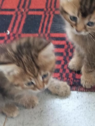 животные кошка: Котята, домашний помет. -От золотой шиншиллы,очень красивые — 6