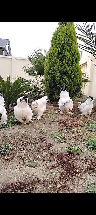 Toyuqlar: Toyuq, Brama, Damazlıq — 5