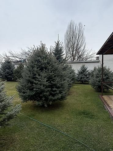 Ель: Продаю Ели голубые от 2-4 метров, колоновидные туи 4 метровые: густые — 12