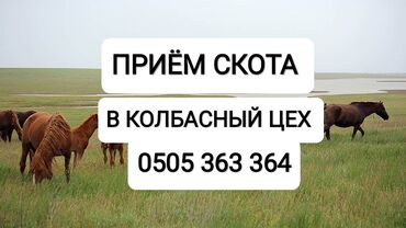 продаю телята: Куплю | Коровы, быки, Лошади, кони, Другие с/х животные | Круглосуточно, Любое состояние, Забитый