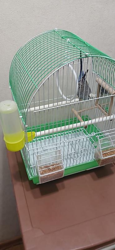 Зоотовары: Продается попугай, волнистый, самец, в подарок пакет корма. Клетка для — 3