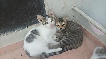 pisi: Tabbi, Yaxşı əllərə — 1