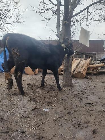 Коровы, быки: Продаю | Бык (самец) | На откорм | Привязанные — 5