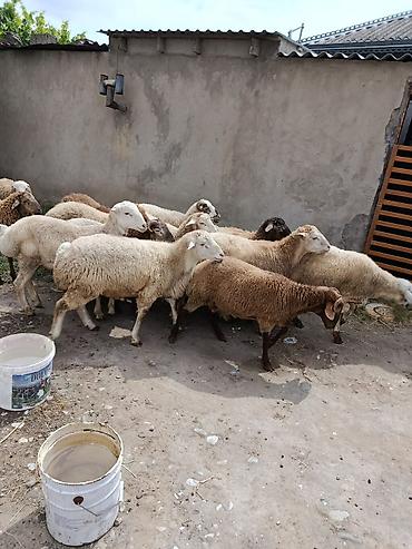ucuz heyvanlar: Qurbanlıq quzular satılır, diri çəkisi 11 AZN və ya təmiz əti 21-22 — 1