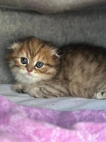 Кошки: British Longhair/Scottish Fold tipli balaca pişik balası - Rəng — 2