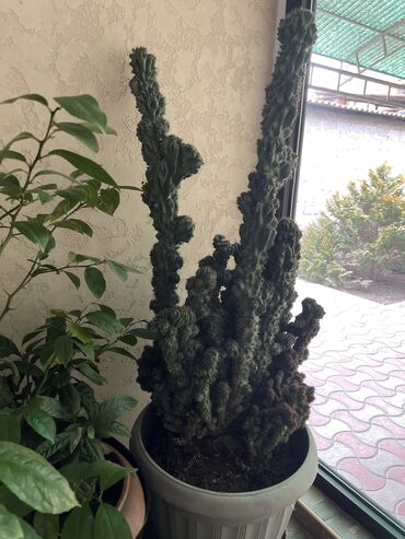 цветы кактус: Продаю комнатные растения,кактус высота 1,45 диаметр 0,45 см #цветы