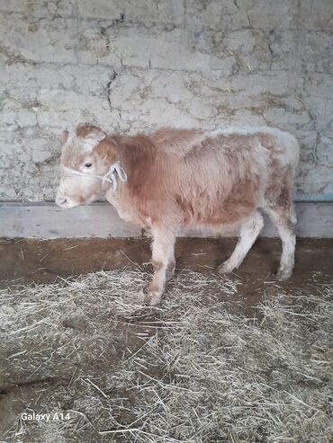 Коровы, быки: Продаю | Бык (самец) | На откорм | Привязанные — 15