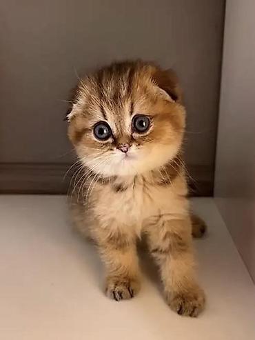 Pişiklər: Şotland, Erkək, Dişi, Yaxşı əllərə, Ünvandan götürmə, Pulsuz çatdırılma, Ödənişli çatdırılma — 3